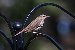 Photos Grive solitaire